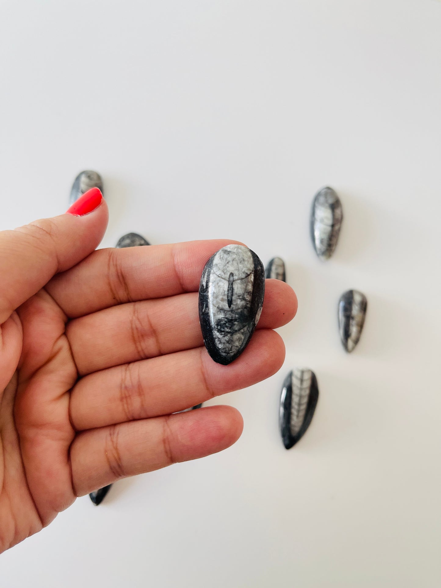 Kuber Stone ( Orthoceras )