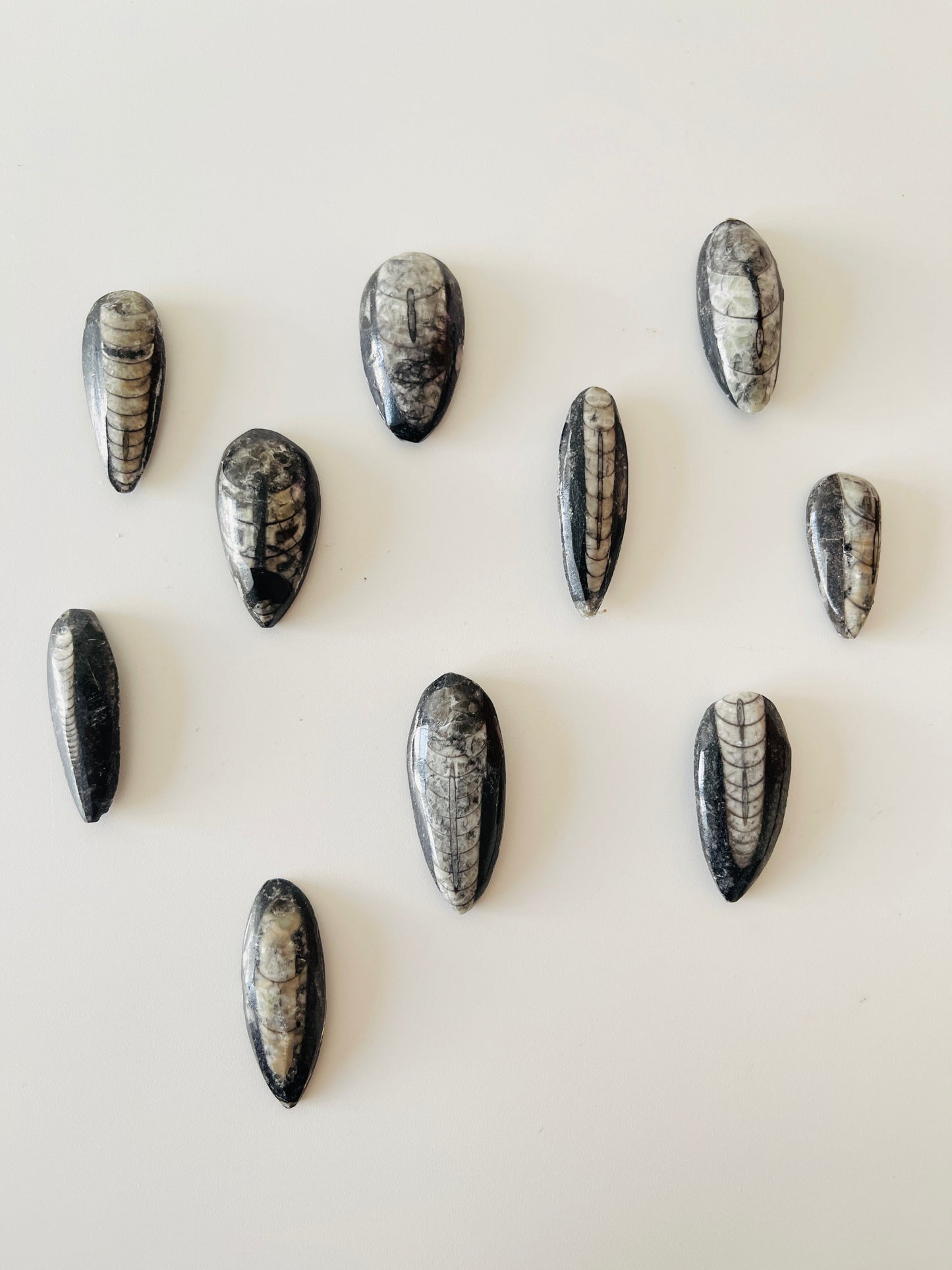 Kuber Stone ( Orthoceras )