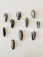 Kuber Stone ( Orthoceras )
